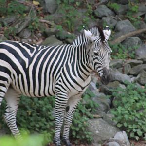 Grant's Zebra