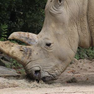 Southern white rhinoceros