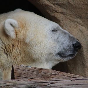 Polar bear