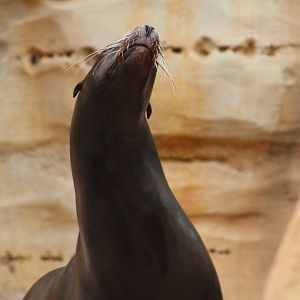 California Sea lion