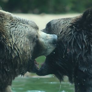 Grizzly bears