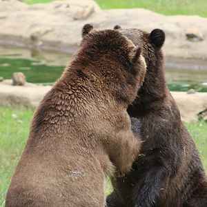 Grizzly bears