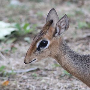Dik-dik