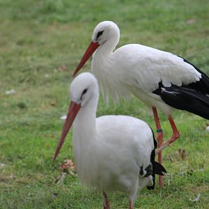White storks