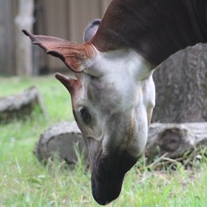 Okapi