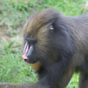 Mandrill