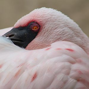 Lesser flamingo