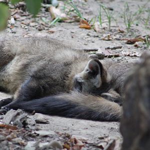 Bat-eared foxes
