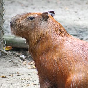 Capybara