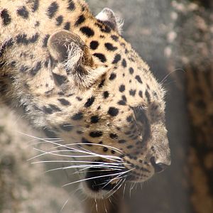 Amur leopard