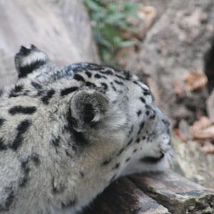Snow leopard