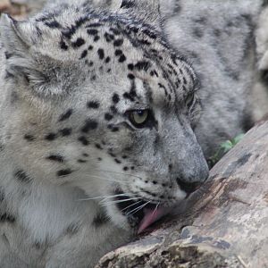 Snow leopard