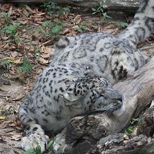 Snow leopard