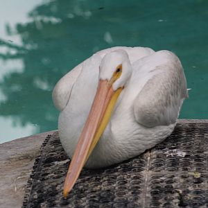 White pelican