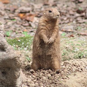 Prairie dog