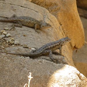 Yarrow's Spiny Lizards