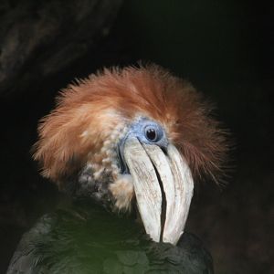 Yellow-casqued hornbill
