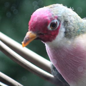 Jambu Fruit Dove