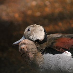 Ringed Teal