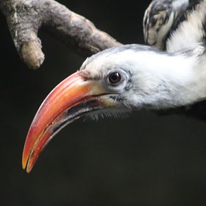 Red-billed hornbill