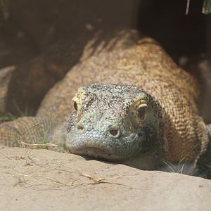 Komodo dragon