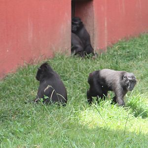 Sulawesi black macaque