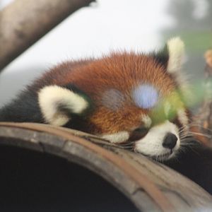 Chinese red panda