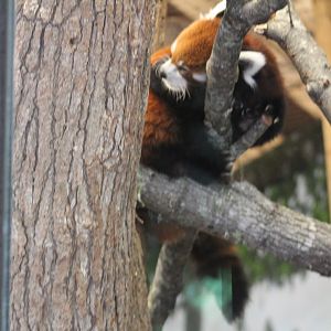 Chinese red panda