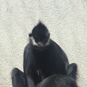 Francois langurs
