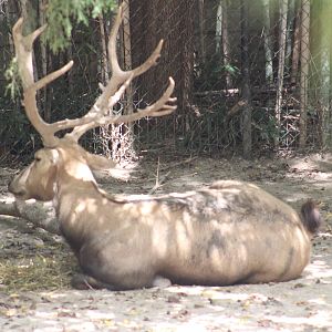 Père David's deer