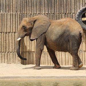 African bush elephant
