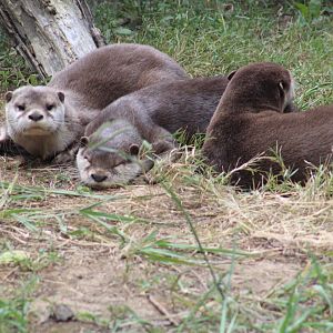 Asian small-clawed otters