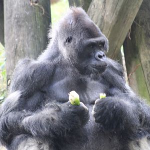 Silverback gorilla