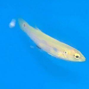 Two-spot Hogfish (Bodianus biocellatus)