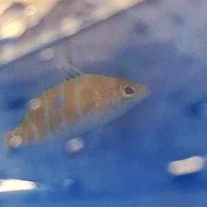 Bennett's Perchlet (Plectranthias bennetti)