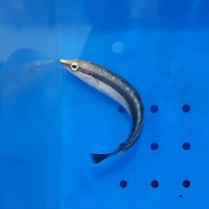 False Cleanerfish (Aspidontus taeniatus)