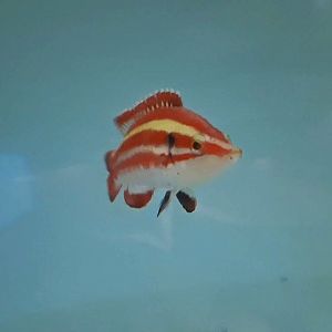 Masuda's Hogfish (Bodianus masudai)