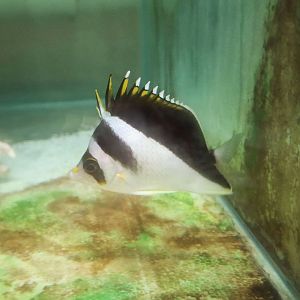 Burgess' Butterflyfish (Chaetodon burgessi)