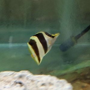 Fenton's Butterflyfish (Prognathodes cf. geminus "Prognathodes diaphanes")