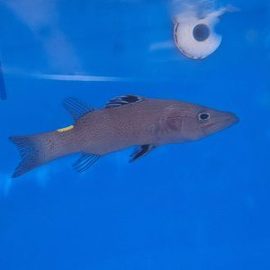 Arrowhead Soapfish (Belonoperca chabanaudi