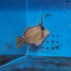 Wirenet Filefish (Cantherhines pardalis)