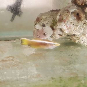 Bennett's Cleaner Wrasse (Labroides sp.)