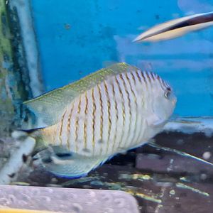 Black-spot Angelfish male (Genicanthus melanospilos)