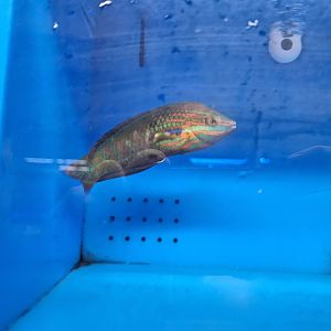 False-eyed Wrasse (Halichoeres biocellatus)