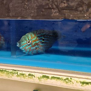 Leopard Wrasse (Macropharyngodon meleagris)