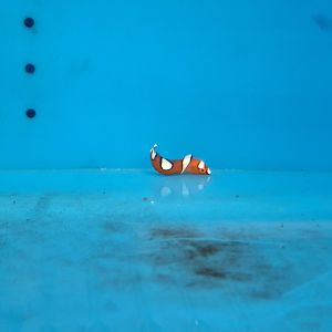 Yellowtail Coris juvenile (Coris gaimard)