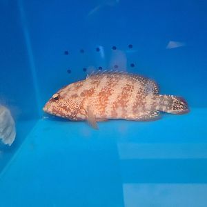 Flagtail Grouper (Cephalopholis urodeta)