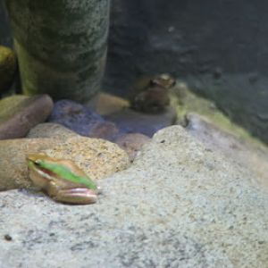 Taronga 2010 - Eastern Dwarf Tree Frogs