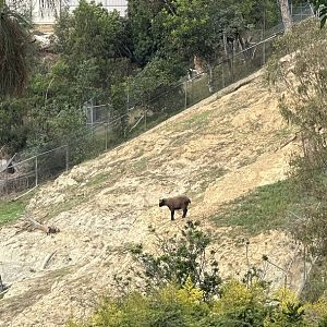 Mishmi Takin from Skyfari Unloading Area