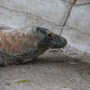 Taronga 2010 - Komodo Dragon